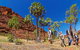 Palm Valley 4WD Tour From Alice Springs - thumb 0