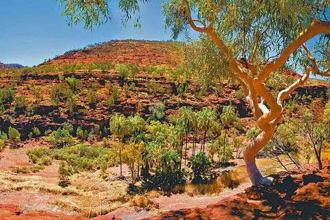 Palm Valley 4WD Tour From Alice Springs - Sydney Tourism 6