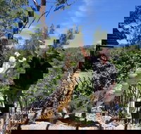 Private Shoalhaven Zoo Experience from Sydney - Sydney Tourism