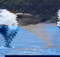 Whale Watching Jervis Bay - Sydney Tourism