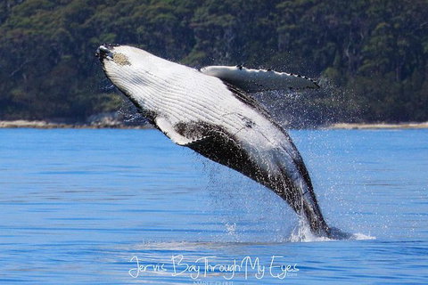 Whale Watching Jervis Bay - Sydney Tourism 0