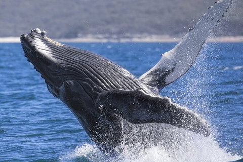 Whale Watching Jervis Bay - Sydney Tourism 2