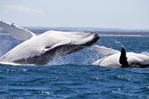 Whale Watching Jervis Bay - Sydney Tourism 4