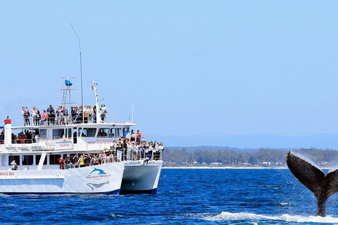 Whale Watching Jervis Bay - Sydney Tourism 6