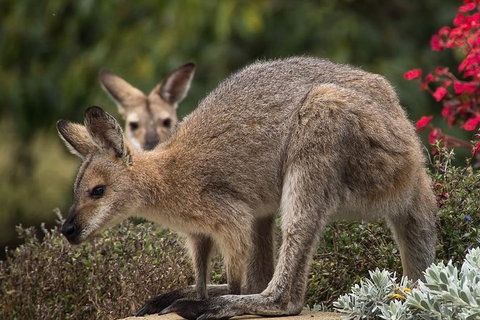 Newcastle And Central Coast Private Shore Excursion | Departs Newcastle Port - Sydney Tourism 1