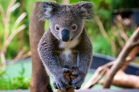 Newcastle And Central Coast Private Shore Excursion | Departs Newcastle Port - Sydney Tourism 10