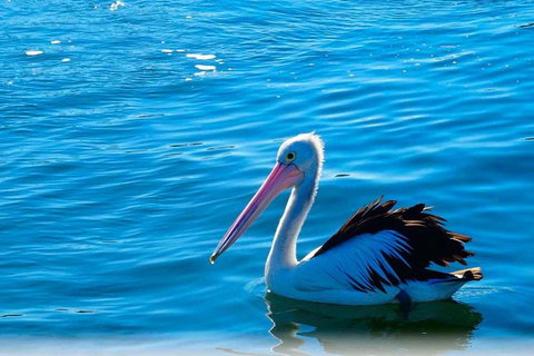 Newcastle And Central Coast Private Shore Excursion | Departs Newcastle Port - Sydney Tourism 7