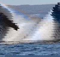 Jervis Bay Whale Watching Tour - Sydney Tourism