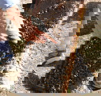 Bees on Keswick Island - Sydney Tourism