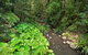 Brindle Creek Walking Track - thumb 0