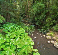 Brindle Creek Walking Track