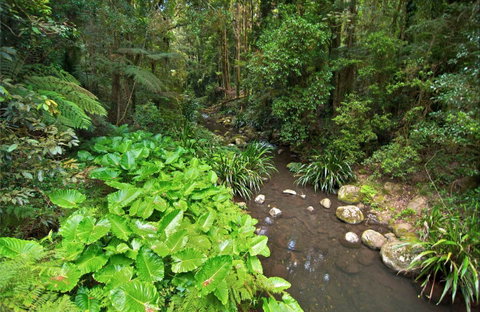 Brindle Creek Walking Track - Sydney Tourism 0