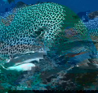 Fish Bowl Dive Site - Sydney Tourism