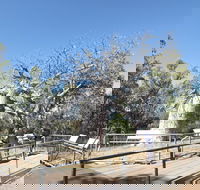 Gregory's Tree Timber Creek - Sydney Tourism