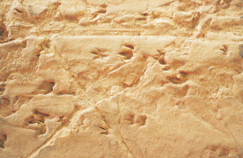 Lark Quarry Conservation Park - Sydney Tourism 2