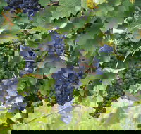 Luskintyre - Sydney Tourism