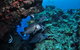 Maori Wrasse Bommie Dive Site - thumb 1