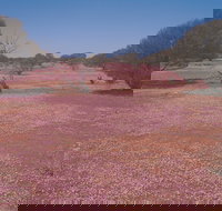 Meekatharra - Sydney Tourism