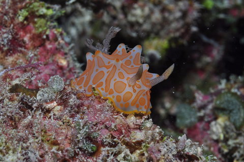 Pelorus And Orpheus Islands - Sydney Tourism 0