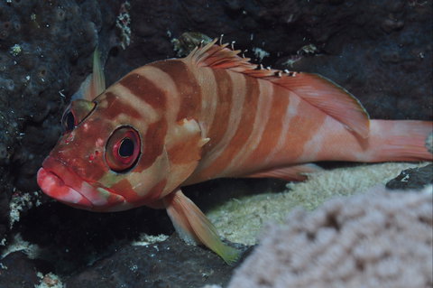 Pelorus And Orpheus Islands - Sydney Tourism 1