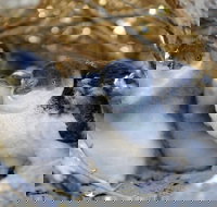 Penguin Island - Sydney Tourism