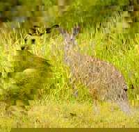 Perseverance - Sydney Tourism