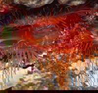 Pixie Pinnacle Dive Site - Sydney Tourism