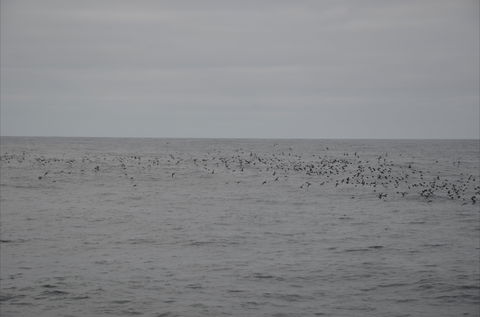 Settlement Point Viewing Platform - Sydney Tourism 1