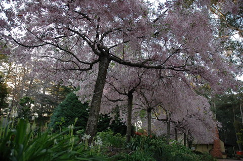 Wildwood Garden - Sydney Tourism 0