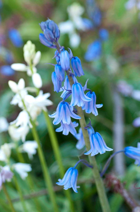 Wildwood Garden - Sydney Tourism 1