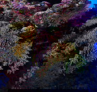 Around The Bend Dive Site - Sydney Tourism