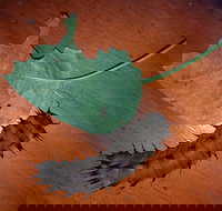 Batchelor Butterfly Farm  Pet Garden - Sydney Tourism