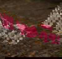 Belgrave - Sydney Tourism