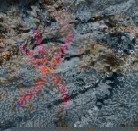 Clam Gardens Dive Site - Sydney Tourism