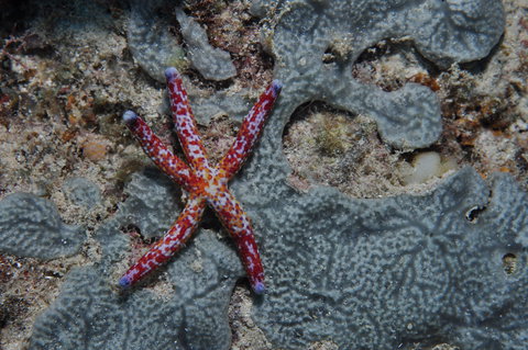 Clam Gardens Dive Site - Sydney Tourism 0