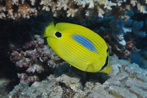 Clam Gardens Dive Site - Sydney Tourism 1
