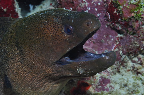 Clam Gardens Dive Site - Sydney Tourism 2