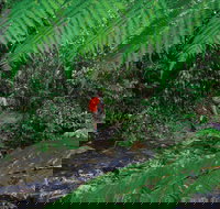 Goldsborough Valley Wooroonooran National Park - Sydney Tourism