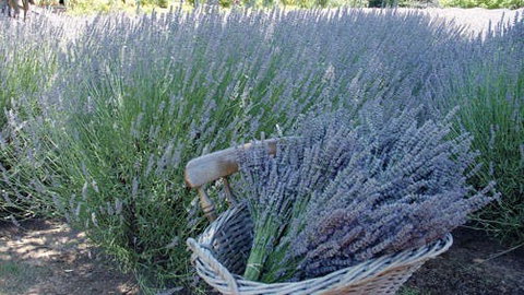 Melton - Sydney Tourism 0