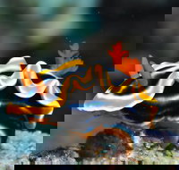 Monolith Dive Site - Sydney Tourism