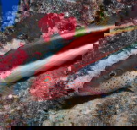 Snake Pit Dive Site - Sydney Tourism