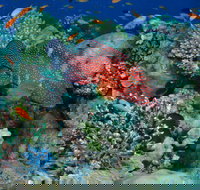 Steve's Bommie Dive Site - Sydney Tourism