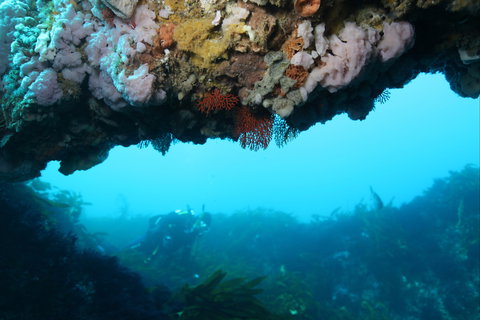 The Arches Marine Sanctuary - Sydney Tourism 2