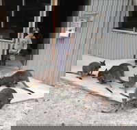 The Patriarch Wildlife Sanctuary - Sydney Tourism