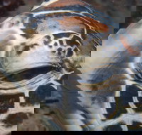 Turtle Bommie - Sydney Tourism