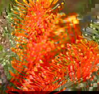 Wongan Hills Wildflowers - Sydney Tourism