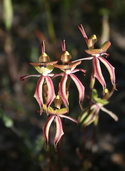 Wongan Hills Wildflowers - Sydney Tourism 1