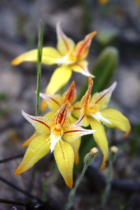 Wongan Hills Wildflowers - Sydney Tourism 2