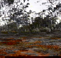 Woylie Walk Dryandra Woodland - Sydney Tourism