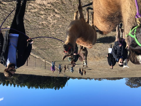 Alpaca Magic Stud - Sydney Tourism 1